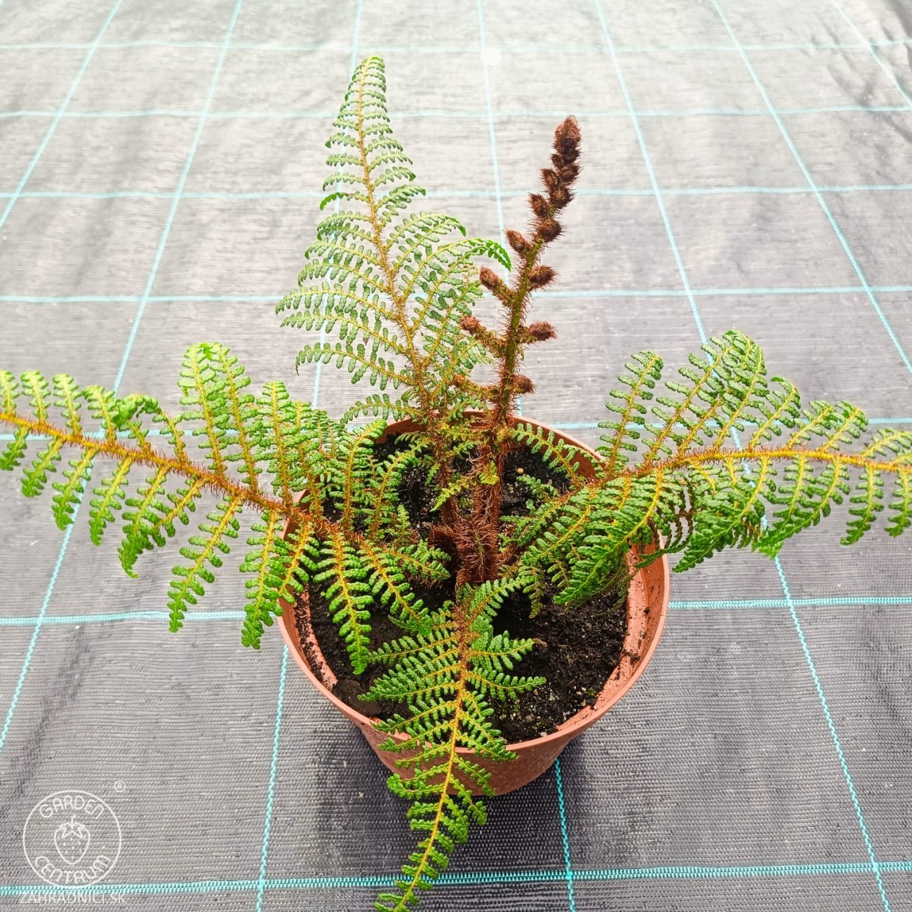Obrázok Stromová papraď (Cyathea tomentosissima) – výška 10-20 cm ⌀ 10-20 cm, kont. C2L